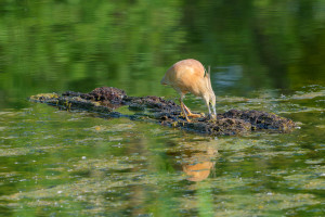 ardeola ralloides crabier chevelu ardeola ralloides crabier chevelu