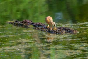 ardeola ralloides crabier chevelu ardeola ralloides crabier chevelu