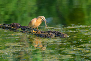 ardeola ralloides crabier chevelu ardeola ralloides crabier chevelu