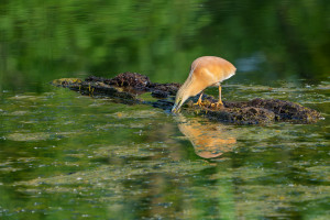 ardeola ralloides crabier chevelu ardeola ralloides crabier chevelu