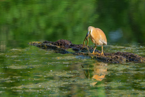 ardeola ralloides crabier chevelu ardeola ralloides crabier chevelu