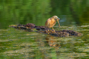 ardeola ralloides crabier chevelu ardeola ralloides crabier chevelu