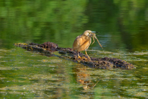 ardeola ralloides crabier chevelu ardeola ralloides crabier chevelu
