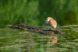 ardeola ralloides crabier chevelu ardeola ralloides crabier chevelu