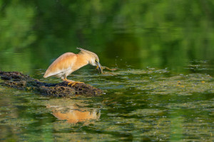 ardeola ralloides crabier chevelu ardeola ralloides crabier chevelu