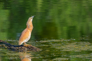 ardeola ralloides crabier chevelu ardeola ralloides crabier chevelu