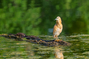 ardeola ralloides crabier chevelu ardeola ralloides crabier chevelu