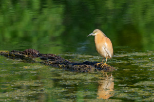 ardeola ralloides crabier chevelu ardeola ralloides crabier chevelu