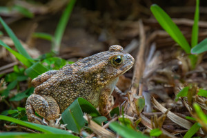 sclerophrys gutturalis crapaud guttural sclerophrys gutturalis crapaud guttural