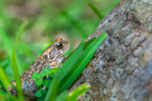 sclerophrys gutturalis crapaud guttural sclerophrys gutturalis crapaud guttural