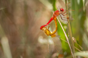 crocothemis erythraea accouplement crocothemis erythraea accouplement