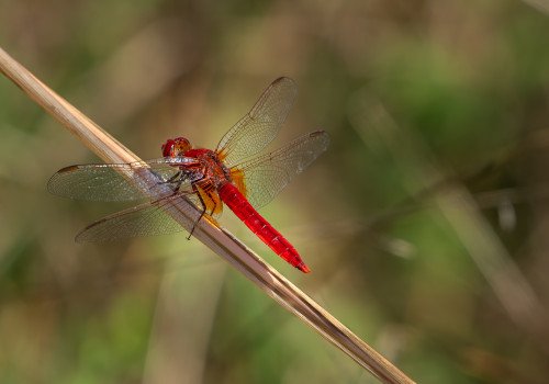 crocothemis erythraea   libellule ecarlate male