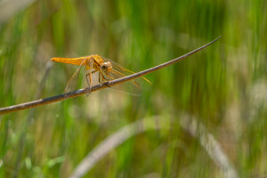 crocothemis erythraea la libellule ecarlate femelle 10 crocothemis erythraea la libellule ecarlate femelle 10