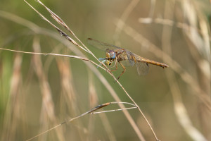 crocothemis erythraea la libellule ecarlate femelle crocothemis erythraea la libellule ecarlate femelle