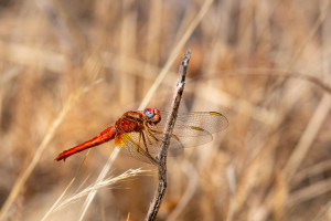 crocothemis erythraea la libellule ecarlate femelle crocothemis erythraea la libellule ecarlate femelle