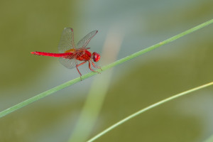 crocothemis erythraea la libellule ecarlate male crocothemis erythraea la libellule ecarlate male