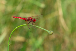 crocothemis erythraea la libellule ecarlate male crocothemis erythraea la libellule ecarlate male