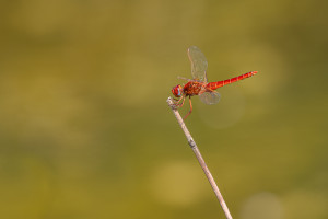crocothemis erythraea male la libellule ecarlate crocothemis erythraea male la libellule ecarlate