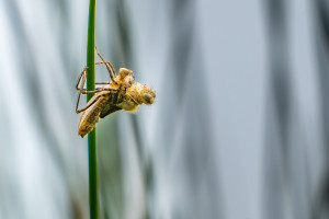 cordulia aenea cordulie bronzee cordulia aenea cordulie bronzee