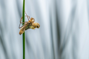 cordulia aenea cordulie bronzee cordulia aenea cordulie bronzee