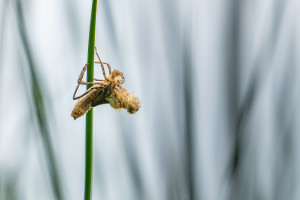 cordulia aenea cordulie bronzee cordulia aenea cordulie bronzee