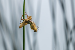 cordulia aenea cordulie bronzee cordulia aenea cordulie bronzee