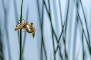 cordulia aenea cordulie bronzee cordulia aenea cordulie bronzee