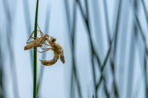 cordulia aenea cordulie bronzee cordulia aenea cordulie bronzee