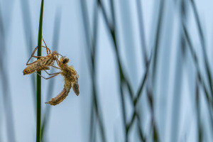 cordulia aenea cordulie bronzee cordulia aenea cordulie bronzee