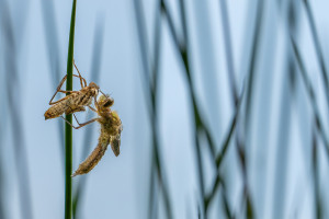 cordulia aenea cordulie bronzee cordulia aenea cordulie bronzee