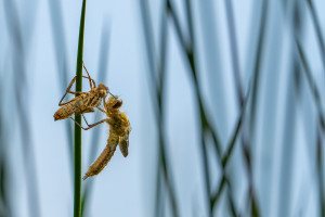 cordulia aenea cordulie bronzee cordulia aenea cordulie bronzee