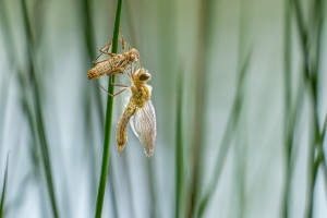 cordulia aenea cordulie bronzee cordulia aenea cordulie bronzee