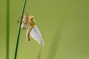 cordulia aenea cordulie bronzee cordulia aenea cordulie bronzee