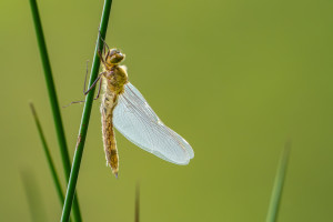 cordulia aenea cordulie bronzee cordulia aenea cordulie bronzee