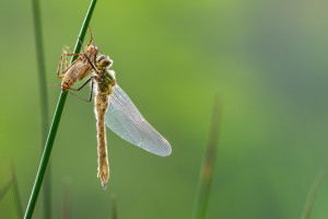 cordulia aenea cordulie bronzee cordulia aenea cordulie bronzee