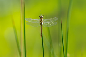 cordulia aenea cordulie bronzee cordulia aenea cordulie bronzee