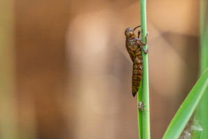 brachytron pratense aeschne printaniere femelle brachytron pratense aeschne printaniere femelle