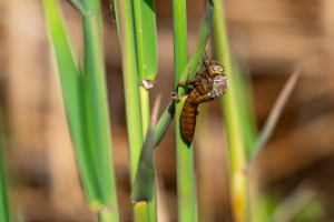brachytron pratense aeschne printaniere femelle brachytron pratense aeschne printaniere femelle