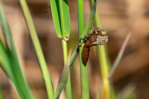 brachytron pratense aeschne printaniere femelle 13 brachytron pratense aeschne printaniere femelle 13