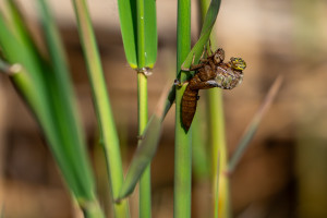 brachytron pratense aeschne printaniere femelle brachytron pratense aeschne printaniere femelle