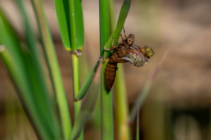 brachytron pratense aeschne printaniere femelle brachytron pratense aeschne printaniere femelle