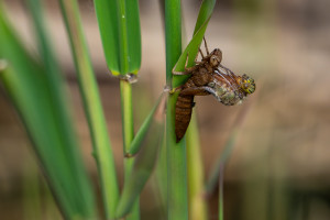 brachytron pratense aeschne printaniere femelle brachytron pratense aeschne printaniere femelle