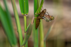 brachytron pratense aeschne printaniere femelle brachytron pratense aeschne printaniere femelle