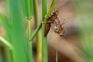 brachytron pratense aeschne printaniere femelle brachytron pratense aeschne printaniere femelle