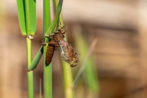 brachytron pratense aeschne printaniere femelle brachytron pratense aeschne printaniere femelle