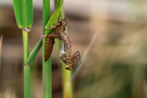 brachytron pratense aeschne printaniere femelle brachytron pratense aeschne printaniere femelle