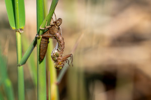 brachytron pratense aeschne printaniere femelle brachytron pratense aeschne printaniere femelle