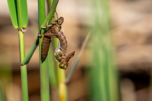brachytron pratense aeschne printaniere femelle brachytron pratense aeschne printaniere femelle