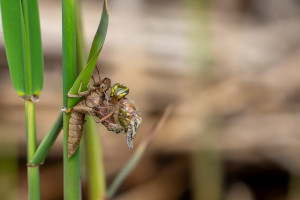 brachytron pratense aeschne printaniere femelle brachytron pratense aeschne printaniere femelle