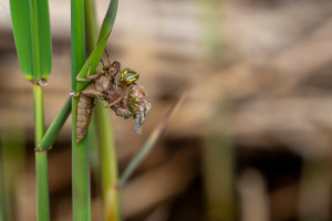 brachytron pratense aeschne printaniere femelle brachytron pratense aeschne printaniere femelle